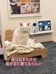 「前世は人間ですか？」寝起きの元保護猫の姿が人間と変わらないと話題