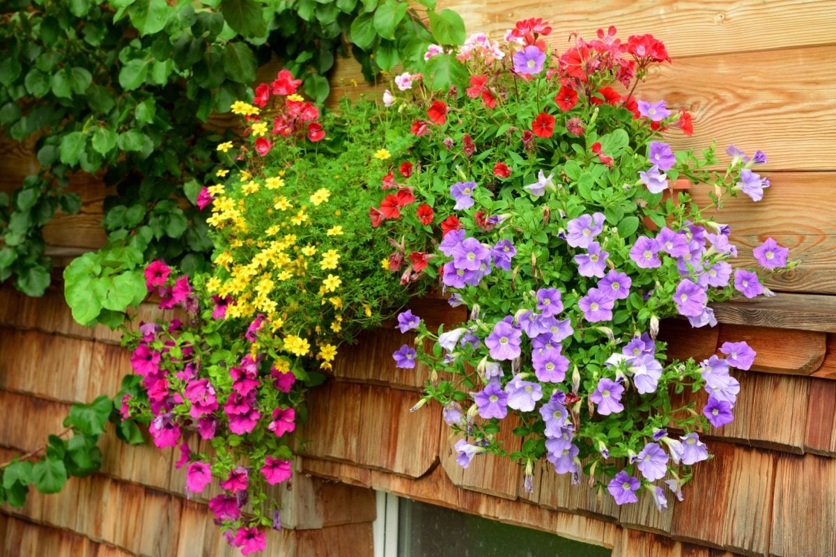 寄せ植えガーデニング】玄関前をおしゃれに彩る寄せ植えプランター