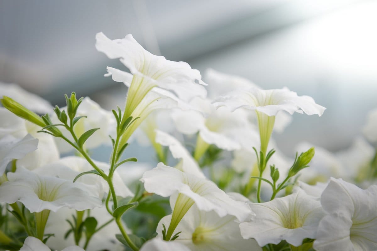 ガーデニング】暑い夏はホワイトカラーの清涼感〈白が美しい草花