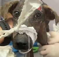 やせ細りケガを負いごみ袋に捨てられた犬→懸命なケアで見せた奇跡の回復に「涙が止まらない」