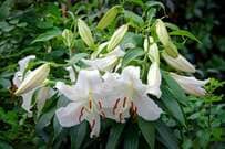 夏の庭に咲く【いい香りの白い花】爽やかで癒される《多年草・球根植物》4選！日陰に強い植物も