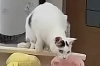 【何回も見てしまう】兄猫のイタズラに妹猫が意外な反応　思わず目を疑う光景に笑ってしまう