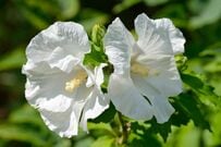 初夏～秋ずっと白い花が咲く【暑さに強いシンボルツリー】玄関先の小さな空間で楽しむ中低木3選