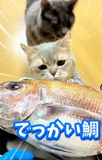 飼い猫のために大きな鯛をさばいた結果…個性豊かな猫たちのリアクションに「可愛すぎる」の声