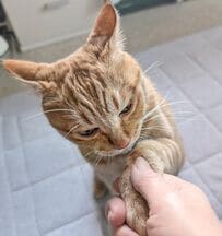 【握手会を拒否する猫ちゃん】眉間に筋が…？渋々とした顔つきがたまらない！