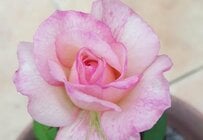 梅雨の今がベスト！【ガーデニング】わが家の庭で実践中！多年草を〈挿し芽〉で増やす方法＆成功率を上げるのコツ