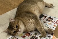 スイッチが入った猫の「決定的瞬間」を撮影　とんでもなく豪快な姿に「躍動感すごい」「お見事」