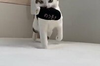 Twitterで話題「あまりにも可愛い前髪」を持つ保護猫さん