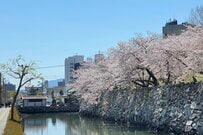 徳島城跡の堀で桜を見ながら歩いていたら…まさかの魚の発見に「浮世絵のよう」「風情があって最高」
