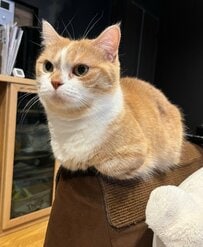 細い角にフィットする猫の足元をよく見ると→職人級の座り方に「すごいバランス！」