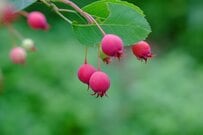 【憧れの果樹をシンボルツリーに】お庭に植えたい《果樹》3選！美しい花や香り、秋の紅葉も