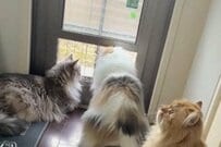 【猫も大変】お気に入りの場所をめぐる「猫たちの仁義なき戦い」に衝撃　かわいいけど…切ない