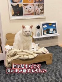「前世は人間ですか？」寝起きの元保護猫の姿が人間と変わらないと話題