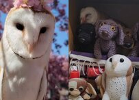 【メンフクロウを探せ】「メンフクロウはど～こだ？」難易度が高すぎるフクロウの隠れ具合に飼い主さんも焦る！