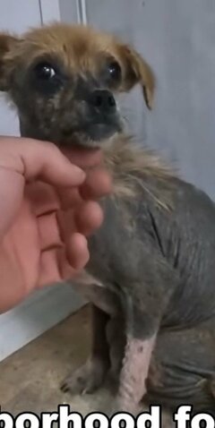 【保護犬】飢えと骨折に耐え続けた野良犬をレスキュー　3kg増えて「別犬のように変わった姿」にグッとくる