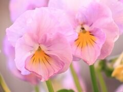 寒さに強くて「植えてよかった！」真冬の庭を彩る《今咲いている花》6選＆冬庭管理3つのコツ