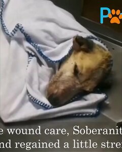 「命はあと数時間」と言われた瀕死の犬、懸命な治療で見せた回復にSNSで感動の声