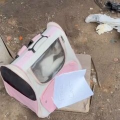キャリーバッグごと捨てられ…母猫と6匹の子猫を保護 元気な姿に「救ってくれてありがとう」の声
