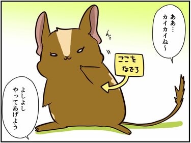 右、左、右…右⁈」イタズラに翻弄されるデグーの姿が可愛すぎる【チンチ