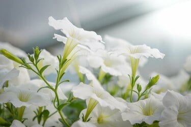 ガーデニング】暑い夏はホワイトカラーの清涼感〈白が美しい草花