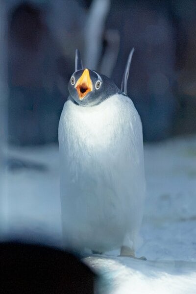 「南極ホラー」と投稿されたペンギン