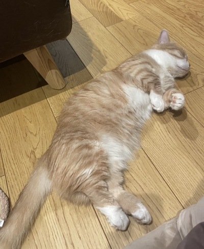 溶けているかのように脱力する猫ちゃん