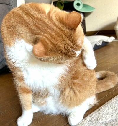 「そろそろ風呂入るか…」「もう一日風呂キャンできるか…」