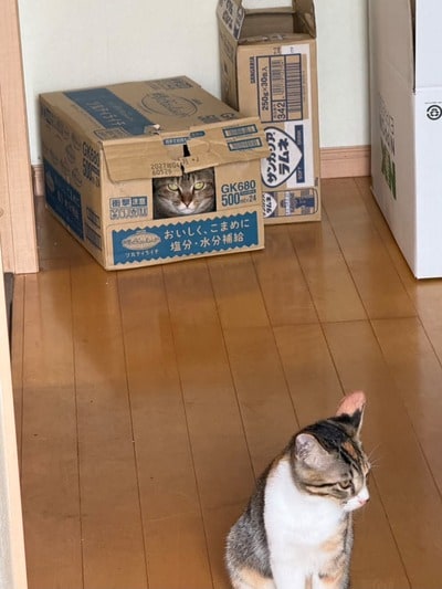 段ボールから見ていたきなこちゃん