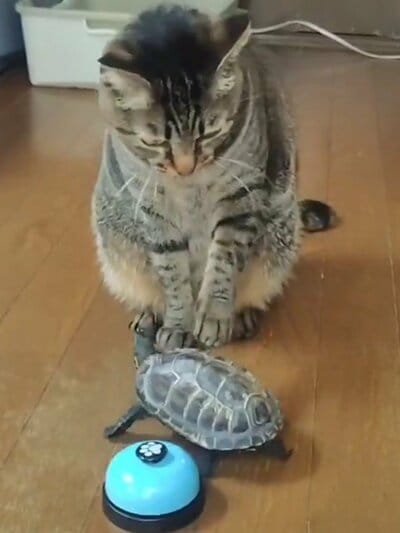 手を上げた小雪ちゃんが押そうとしたのは軍曹くん