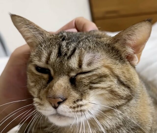 「なでなでが足りない」アピールする猫ちゃん　諦めて取った行動に「全てが尊い」と反響