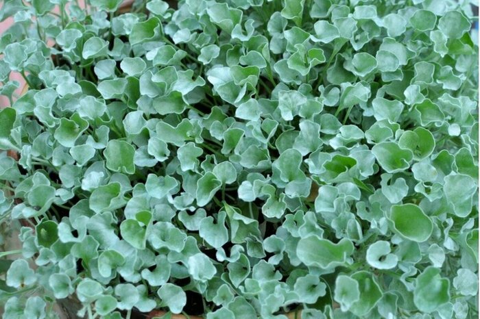 寄せ植えのアクセントとして最適なディコンドラ