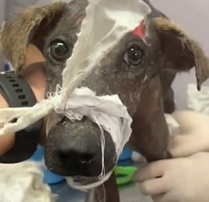 やせ細りケガを負いごみ袋に捨てられた犬→懸命なケアで見せた奇跡の回復に「涙が止まらない」
