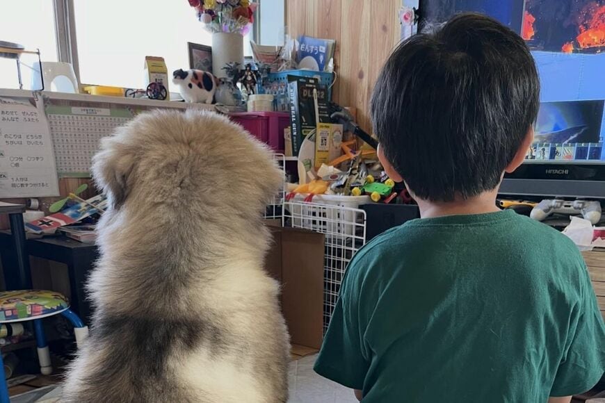 自宅でくつろぐ「生後4ヶ月の大型犬と息子」　約1年4ヶ月後に撮影した「ふたりが並んだビフォーアフター」に思わず二度見
