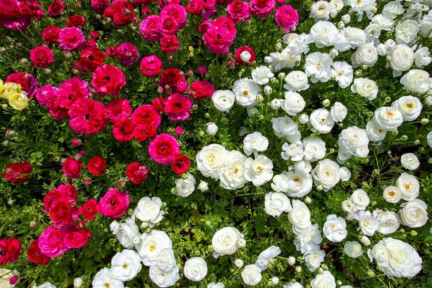 Esin Deniz/Shutterstock.com