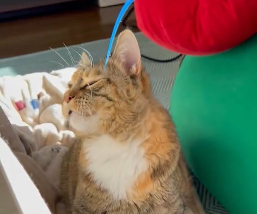 出所：@umenoconbu21