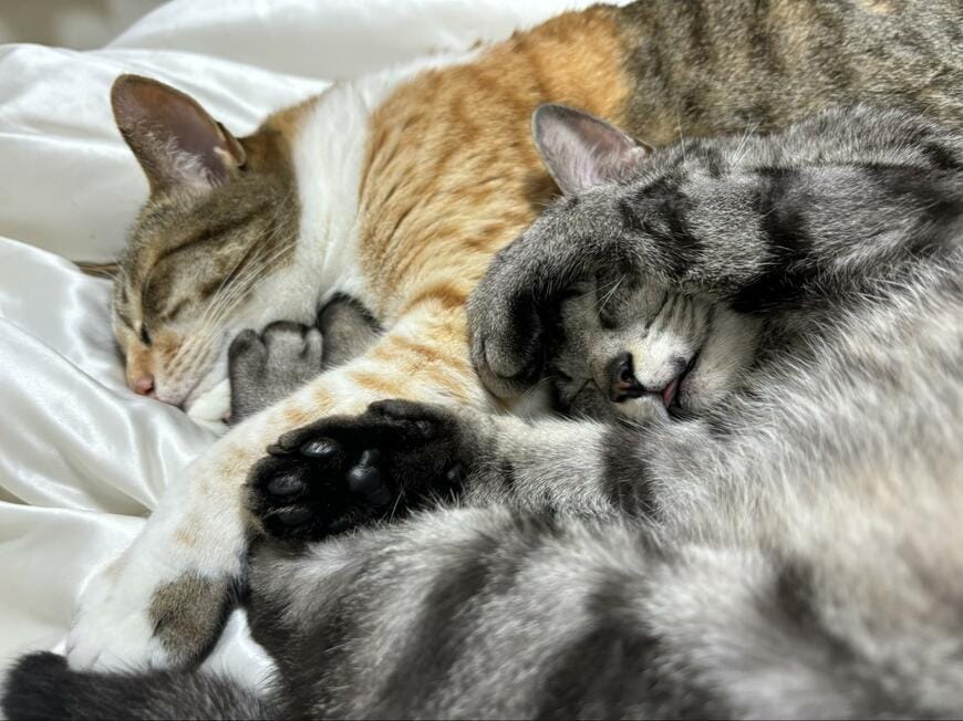 出所：@totomaru_hanmi