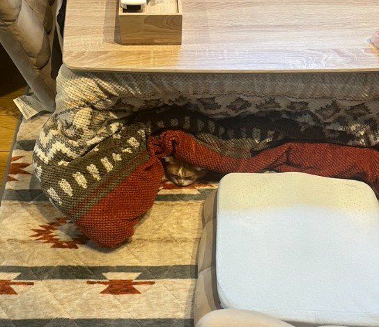 「いる」こたつの裾をよく見ると→ひょっこり顔を出す猫の姿に悶絶