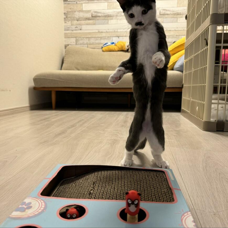 出所：@Saeroyi_cat