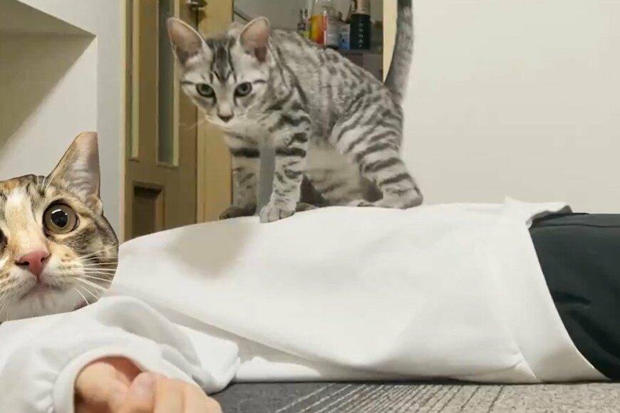 猫の前で死んだふりをした結果…飼い主も「予想外すぎ」の行動に790万反響！