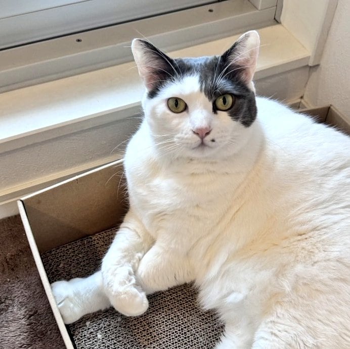 出所：@onigiri_kuri