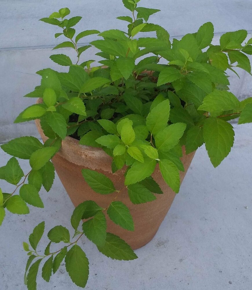 黄緑の葉が美しいシモツケ（著者撮影）