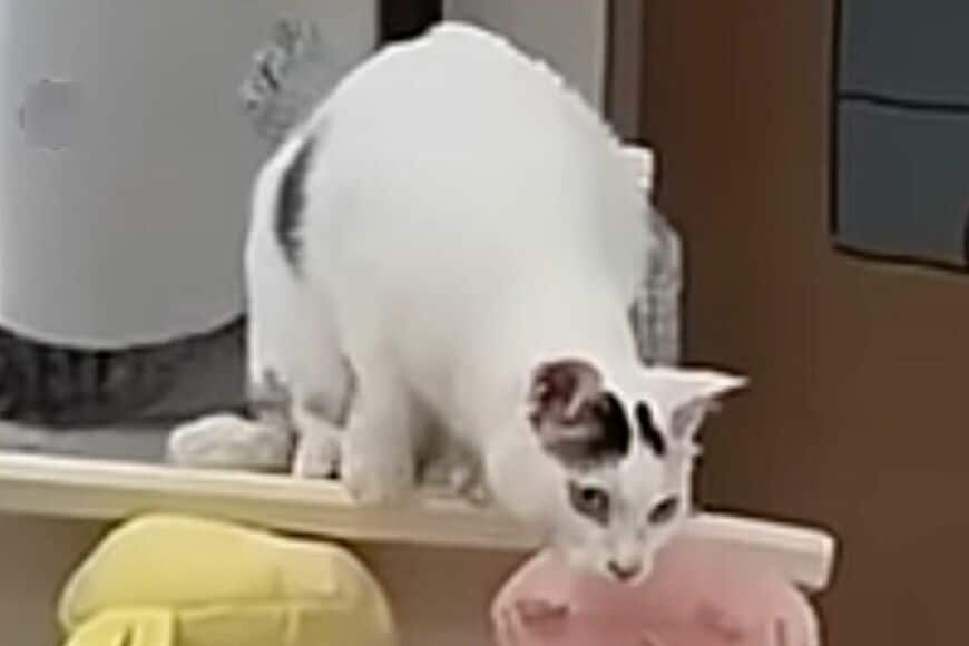 【何回も見てしまう】兄猫のイタズラに妹猫が意外な反応　思わず目を疑う光景に笑ってしまう