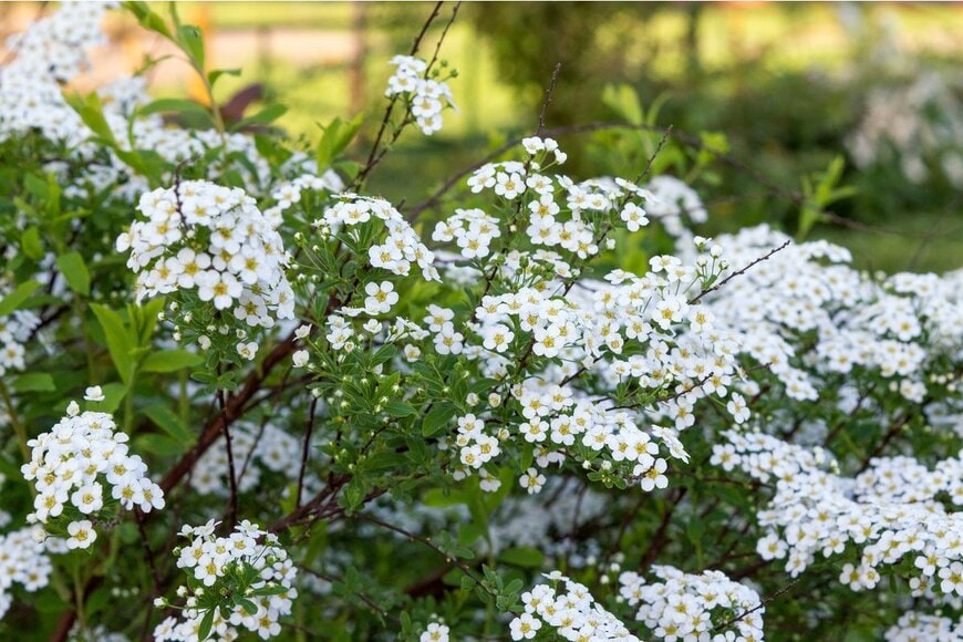 Alina Kuptsova/Shutterstock.com