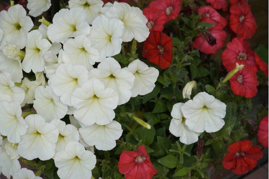 Andrei Potorochin/istockphoto.com