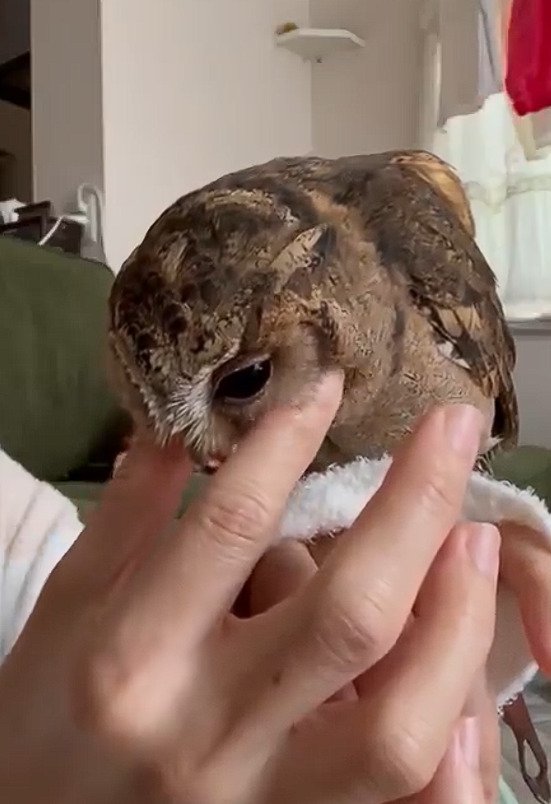 出所：@purinon2929k