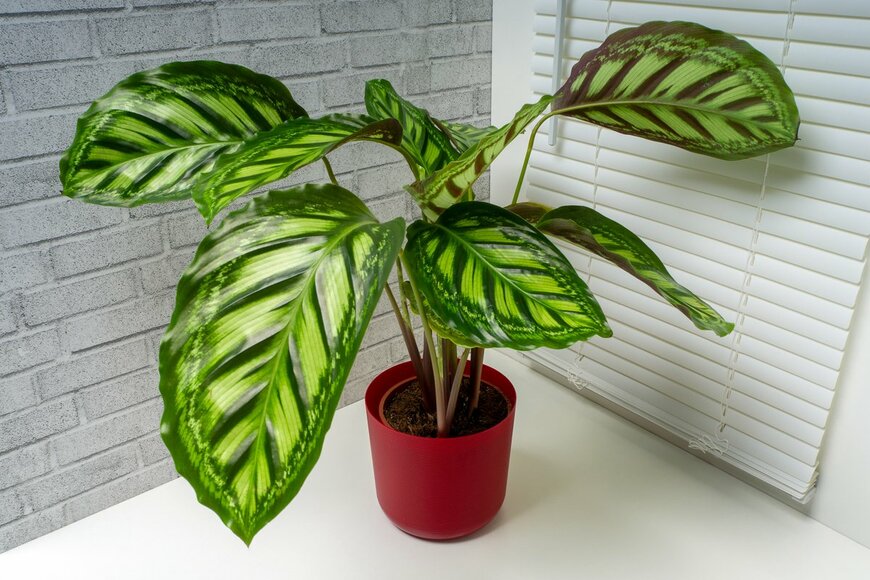 Elzloy/shutterstock.com