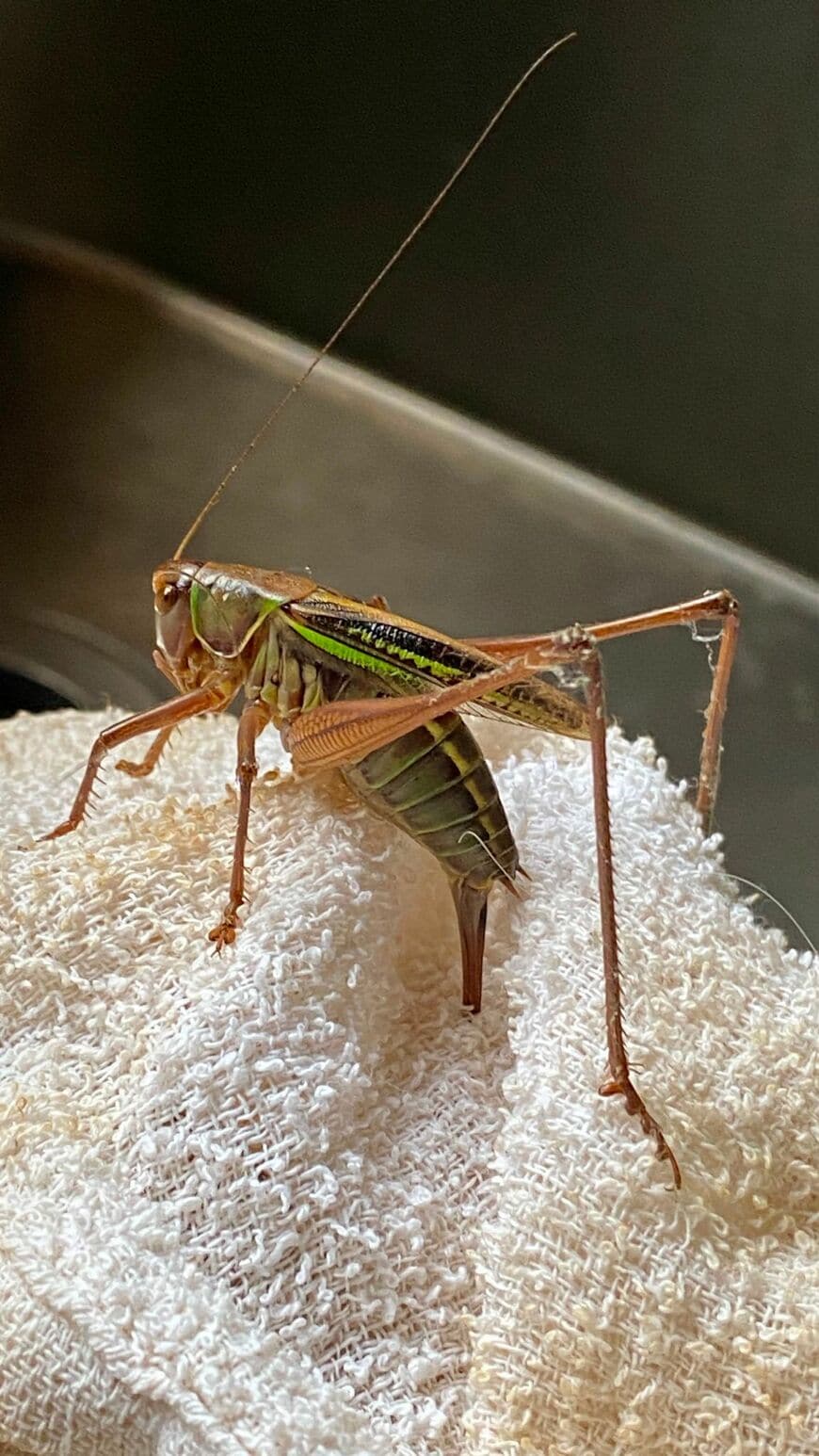 タオルに産卵管を突き立てているキリギリス
