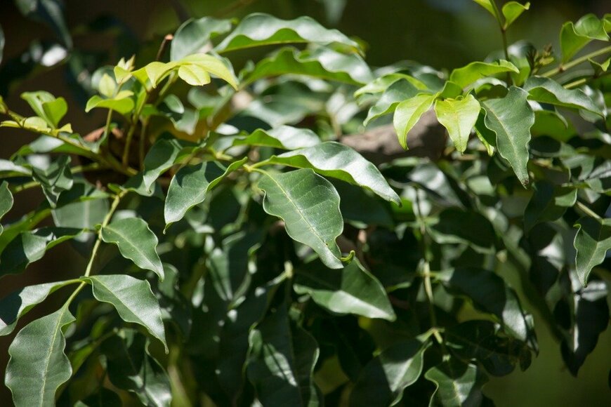 nuttapong/istockphoto.com