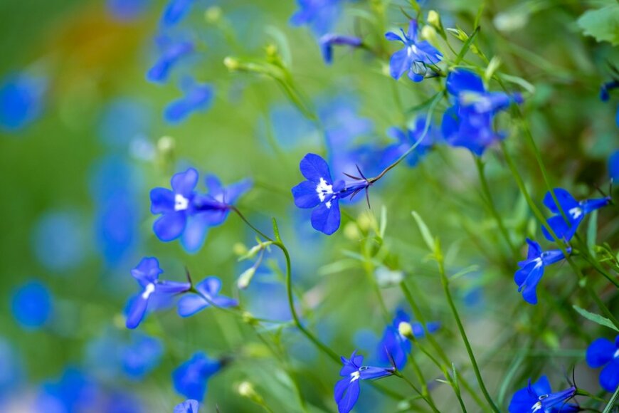 【一年草ガーデニング】春～秋まで途切れることなく咲く「花期の長い一年草」厳選8種