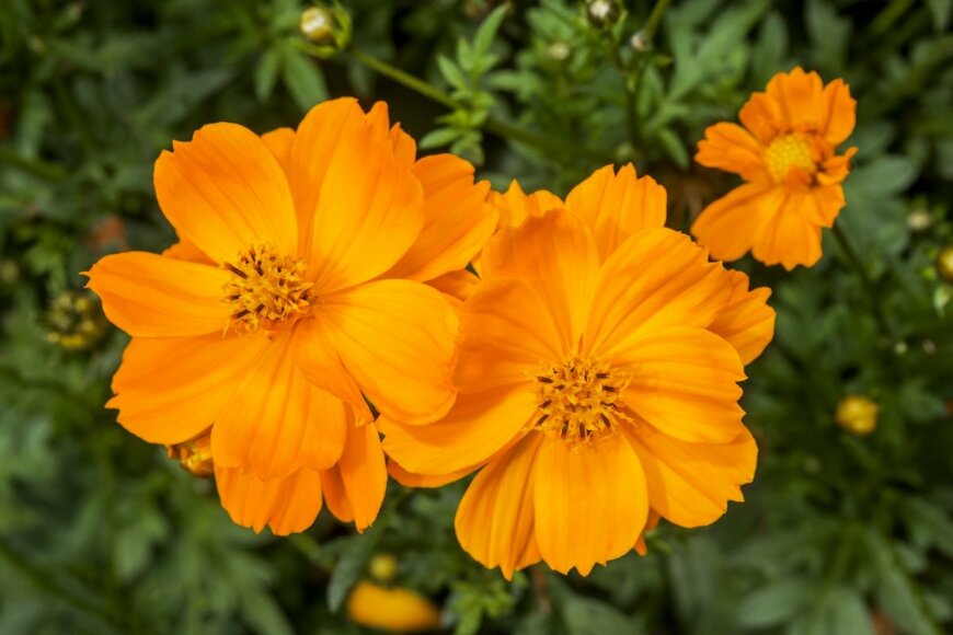 Nick Pecker/shutterstock.com